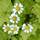 Cluster Headache Pain Relief Remedy Cluster Headache Pain Relief Remedy