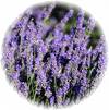 Aromatherapy Essential Oils